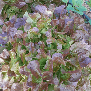 Feuille de chêne  rouge