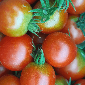Tomates Quimper et Reine des Hatives