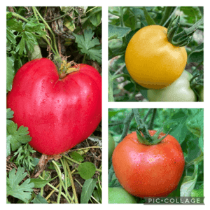 Assortiment tomates