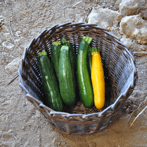 Courgette