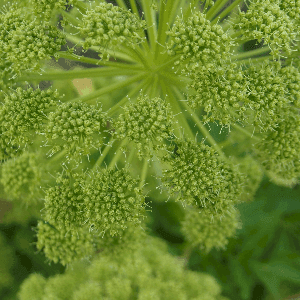 Graines d'Angélique des jardins