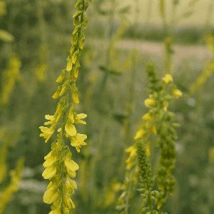 Graines de Mélilot jaune