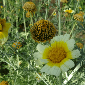 Graines de Chrysanthème comestible