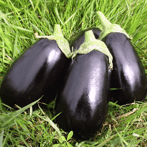 Aubergine