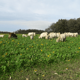 La Ferme de Punault #3