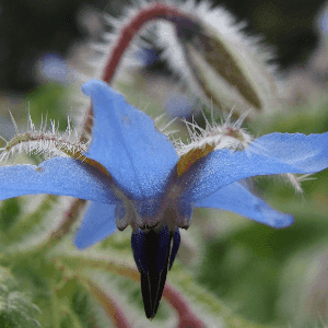 Graines de Bourrache