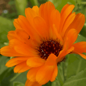 Graines de Souci des jardins