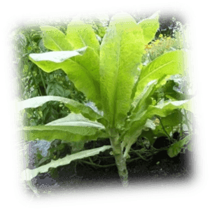 Celtuce (Laitue Asperge)