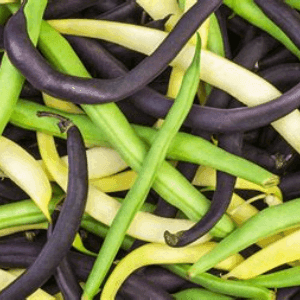 Haricots Verts et/ou violet