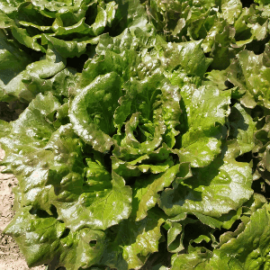 Salade - batavia rouge