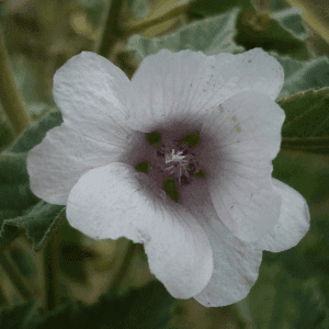 Graines de Guimauve officinale