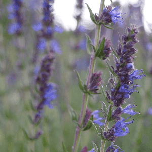 Graines d'Hysope officinale