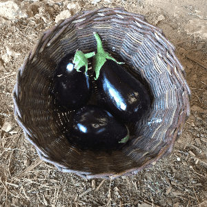 *Aubergines