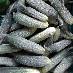 Cornichons