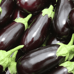 Aubergine Bio