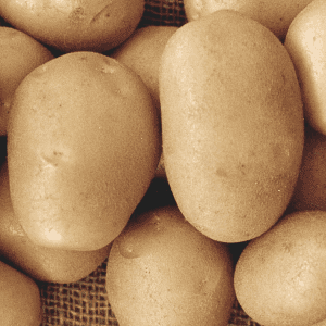Pommes de terre primeur