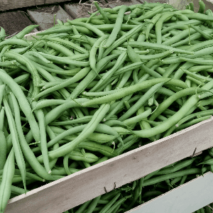 Haricot vert