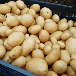 Pomme de terre primeur