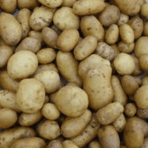 Pomme de terre nouvelle