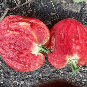 Tomates à Chair