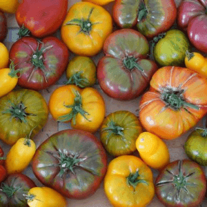 Tomates anciennes