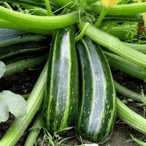 Courgettes bio