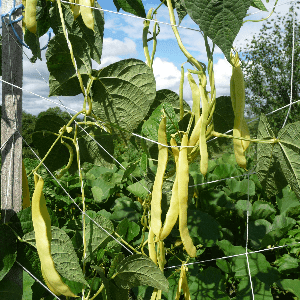 Haricot beurre Mangetout