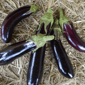 Aubergines