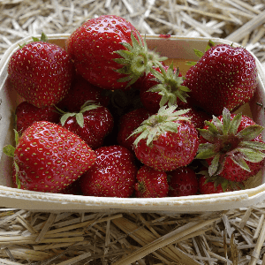 Fraises