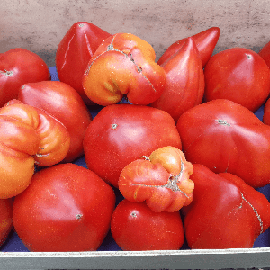 Tomates anciennes