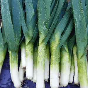 Poireau