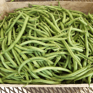 Haricot vert