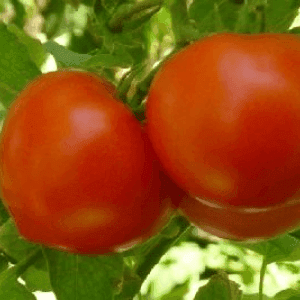 tomate