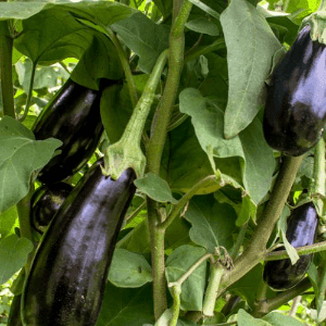 aubergine