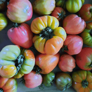 Tomates anciennes