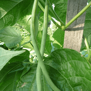 Haricot vert Cobra