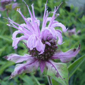 Plant de Monarde à feuilles de menthe