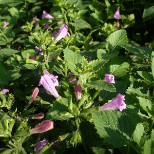 Plant de Thé d'Aubrac