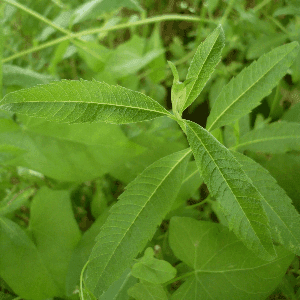 Plant de Verveine citronnée