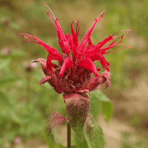 Plant de Monarde rouge