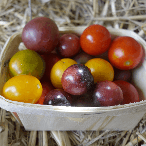 Tomates cerise