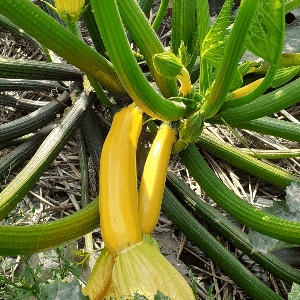 Courgette jaune