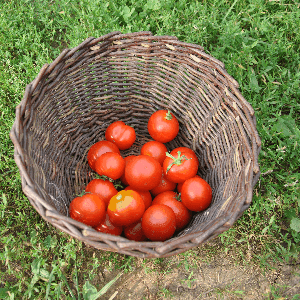 *Tomates