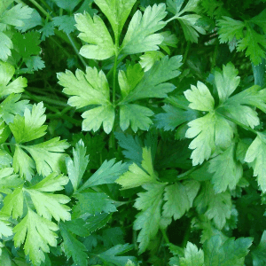 Bouquet de persil