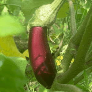 Aubergine longue
