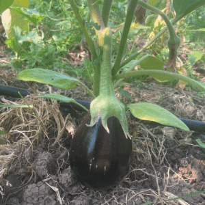 Aubergine petite ronde