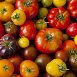 tomates toutes sortes