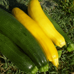 Courgette