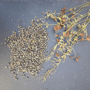 Lentilles vertes