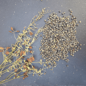 Lentilles vertes